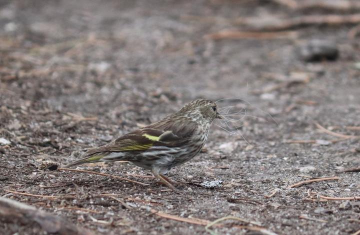 A single pine siskin is on the ground. It's brown, streaky body is well-camouflaged against the soil. The bird holds a white, tangled thread in its pointy bill.