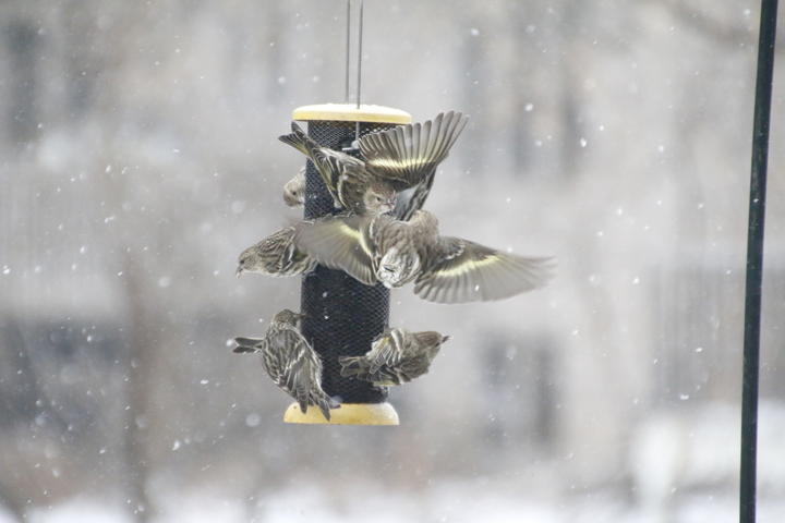 Seven pine siskins are crowded around a birdfeeder. The bird feeder is a vertical column containing seeds. The background is a snowy winter scene.
