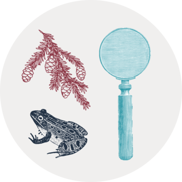 Gray circular icon with illustrations of a magnifying lens, a frog, and a conifer twig.