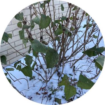 This common lilac shrub has green leaves and is growing close to a brick wall. There is snow on the ground.