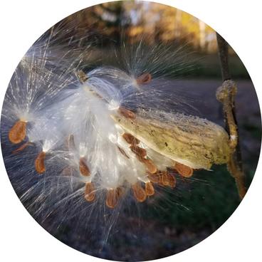 Silky white seeds of a milkweed plant are spilling out of a pale green pod. They are illuminated in sunlight and have small tear-dropped shaped seeds that are brown.