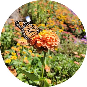 This display garden has many blooms in brilliant colors. An orange and black monarch butterfly is perched on an orange dahlia flower.