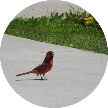 A northern cardinal is walking across a cement walkway. It is red with a black mask and an orange bill. There are dandelions and grass in the background.