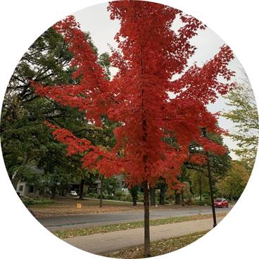 A red maple with scarlet leaves is growing near a sidewalk and a road.