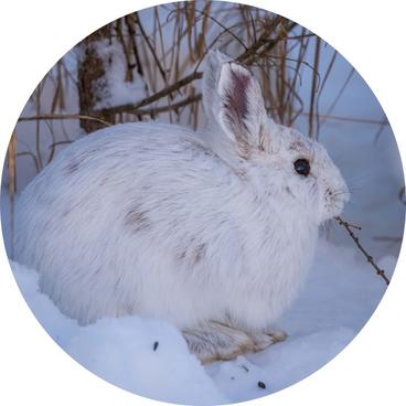 A white snowshoe hare blends in with the snowy backdrop. It has a large black eye, long ears, and its furry body is rounded.