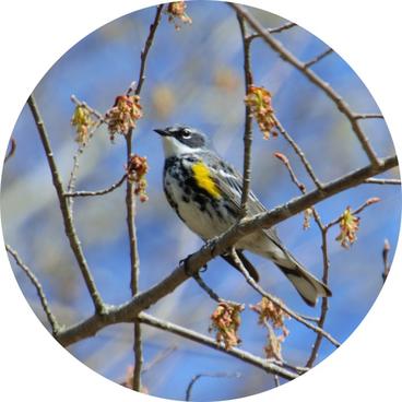 A yellow-rumped warbler is perched on flowering tree branches. Its body is mostly black and white. It has yellow on its shoulder, a white throat, a notched tail, and a dark mask around its eyes.