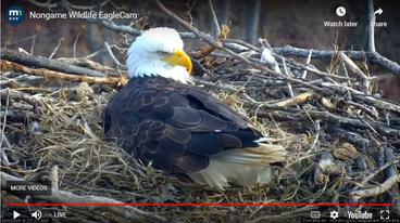 A bald eagle sitting on a large nest made of sticks. It's bill is bright yellow and hooked bill. It's head is covered in white feathers.