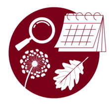 Maroon circle with white silhouettes of a magnifying lens, calendar, dandelion, and leaf